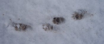 skunk tracks